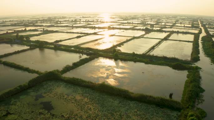 螃蟹养殖基地 航拍泗洪洪泽湖湿地