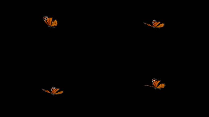 4k橙色蝴蝶飞舞无缝循环带通道