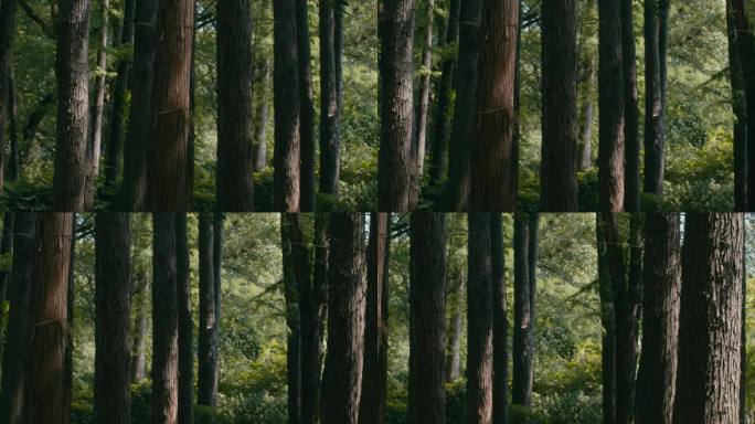 6K阳光下的杉木树林【50p】