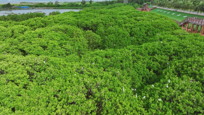 红树林湿地 海边红树林 候鸟 栖息地航拍