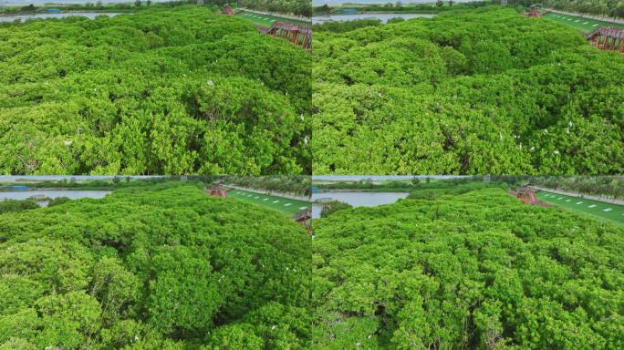 红树林湿地 海边红树林 候鸟 栖息地航拍