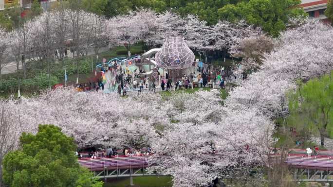 宁波樱花公园春季航拍4K素材