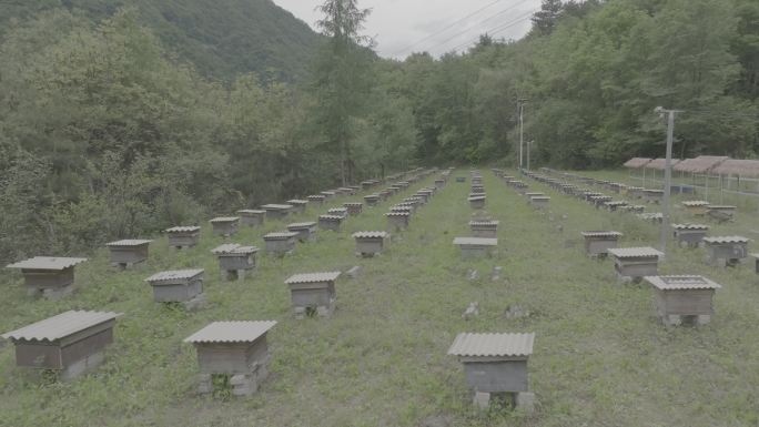 蜜蜂生态养殖基地4K航拍log素材