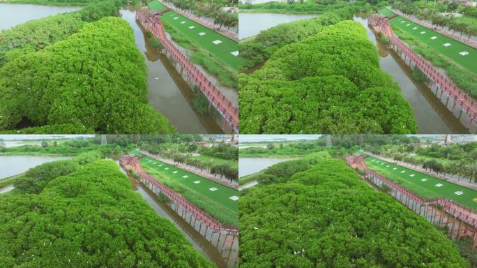 红树林湿地 海边红树林 候鸟 栖息地航拍