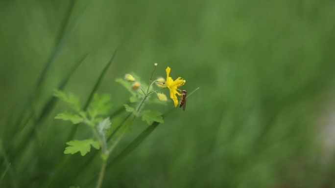 黄花蜜蜂花朵采蜜升格慢动作素材