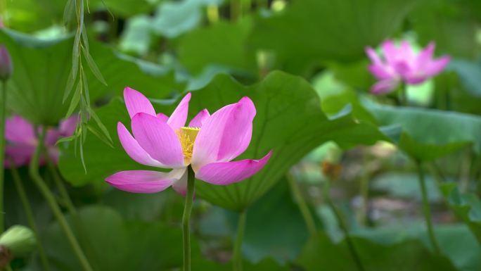 济南大明湖荷花