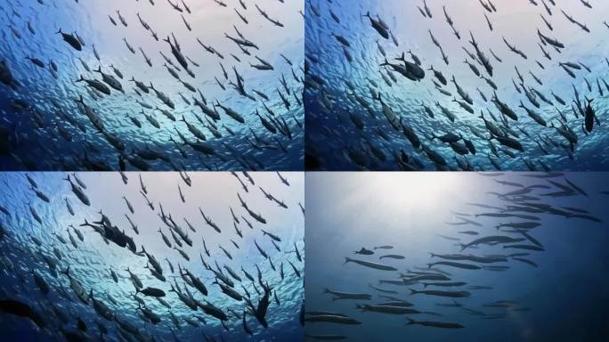 4K实拍海底世界鱼群