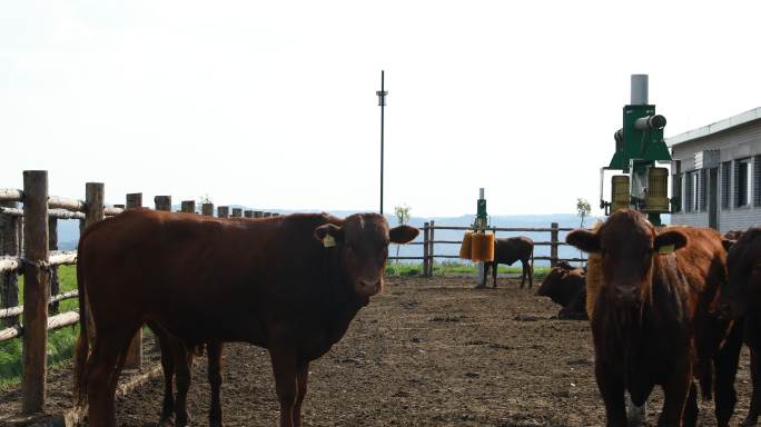 平凉红牛泾川牛场牛肉红牛牛场产业红牛产业