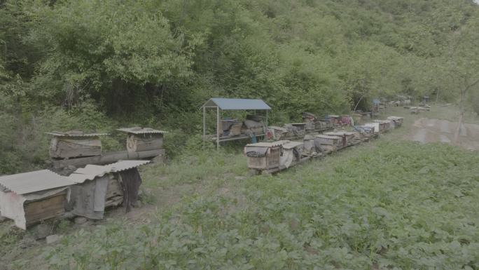 蜜蜂生态养殖基地4K航拍log素材
