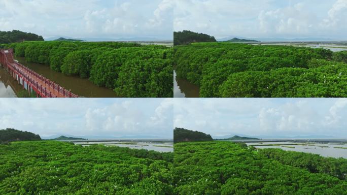 红树林湿地 海边红树林 候鸟 栖息地航拍