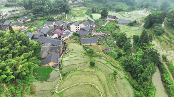 航拍浙江丽水农业农田旅游云和梯田田园风光