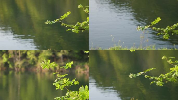 湖畔的一枝绿叶