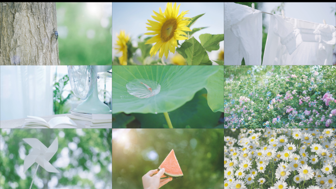 夏天小暑大暑唯美空镜头 立夏 夏至