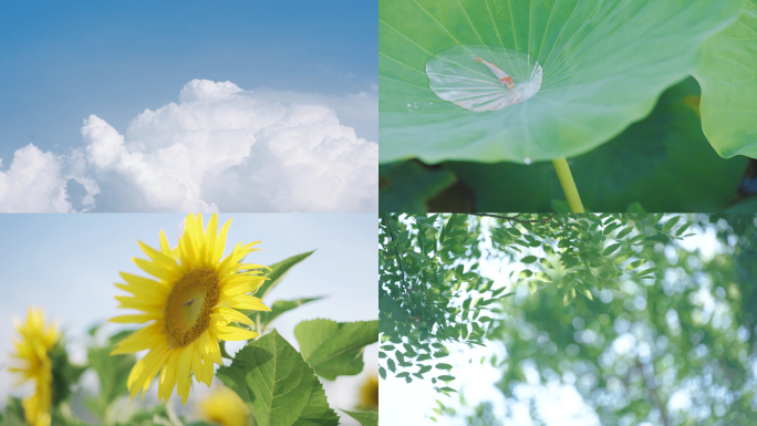 夏天小暑大暑唯美空镜头