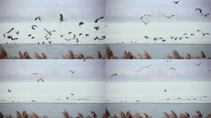 湿地白鹭水鸟起飞
