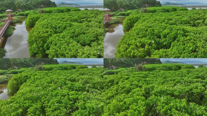 红树林湿地 海边红树林 候鸟 栖息地航拍