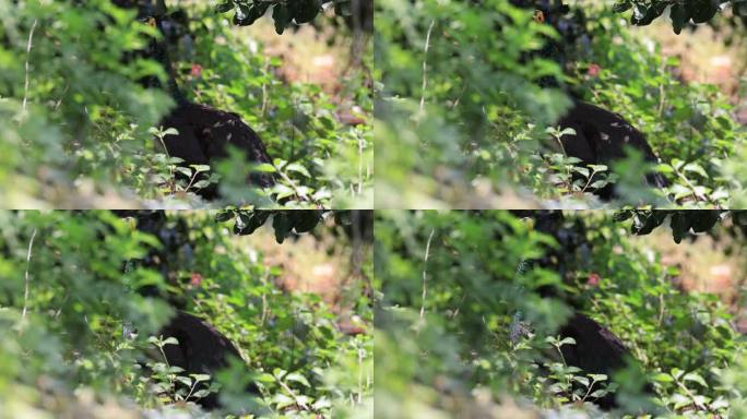 草丛中的珍稀野生绿孔雀