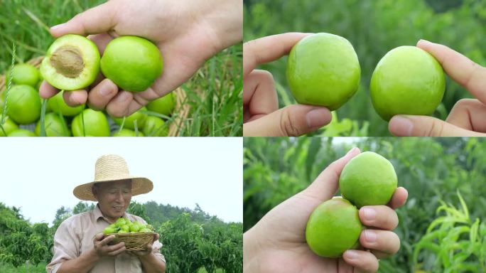 新疆大梨杏
