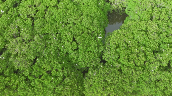 红树林湿地 海边红树林 候鸟 栖息地航拍