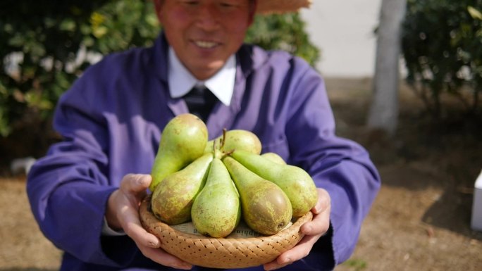 青啤酒梨