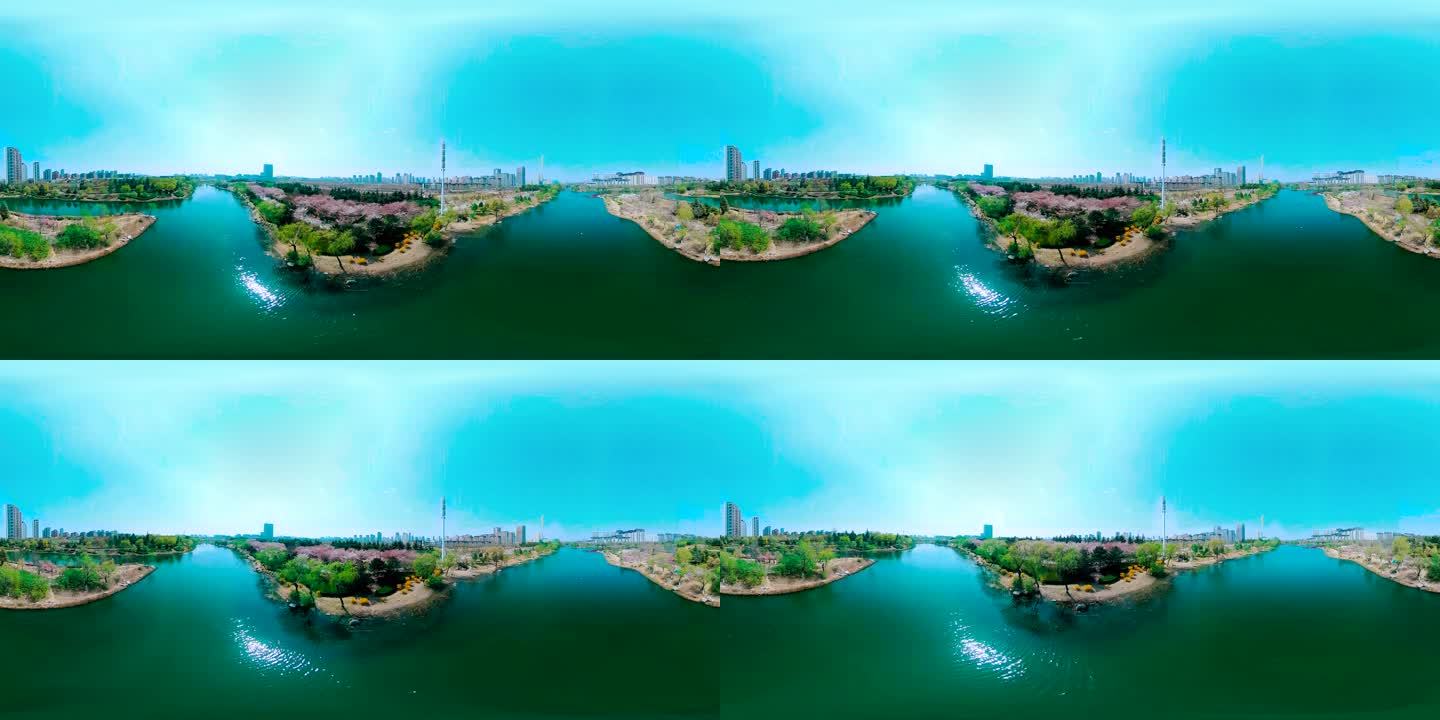 河边 樱花 360 720 VR全景视频