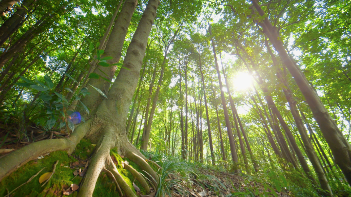 原始森林参天大树木材树林亲近大自然