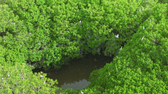 红树林湿地 海边红树林 候鸟 栖息地航拍