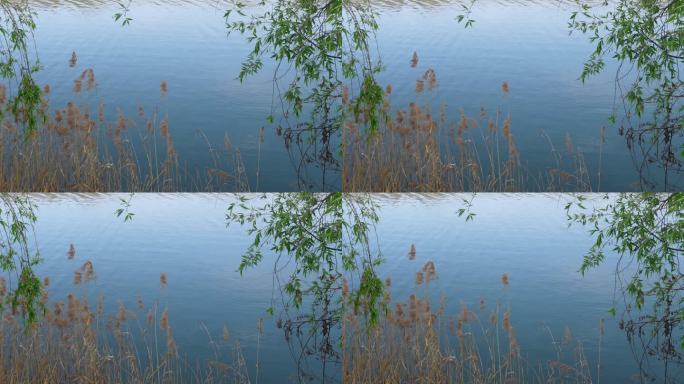 蓝色的湖面，风吹起涟漪