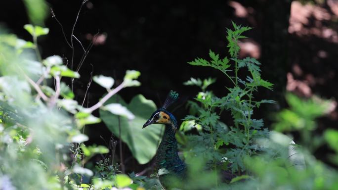 国家一级保护动物绿孔雀在草丛中
