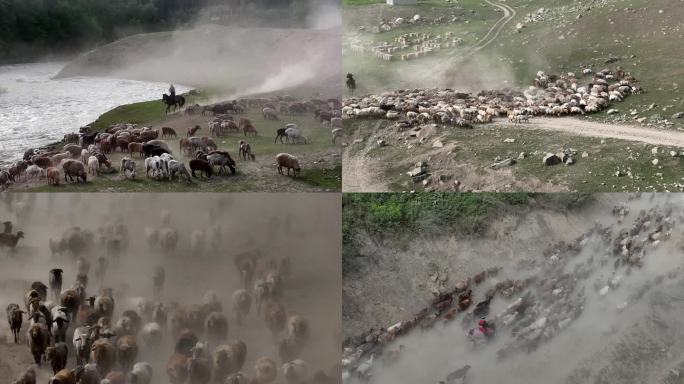 羊群转场迁徙实拍4k视频
