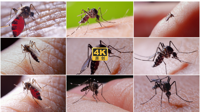 蚊子吸血昆虫微距