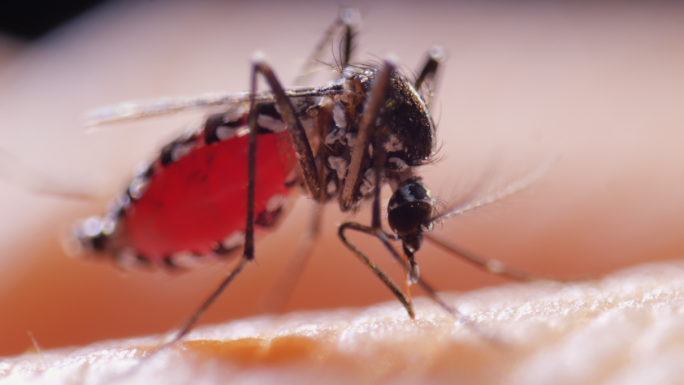 蚊子吸血昆虫微距