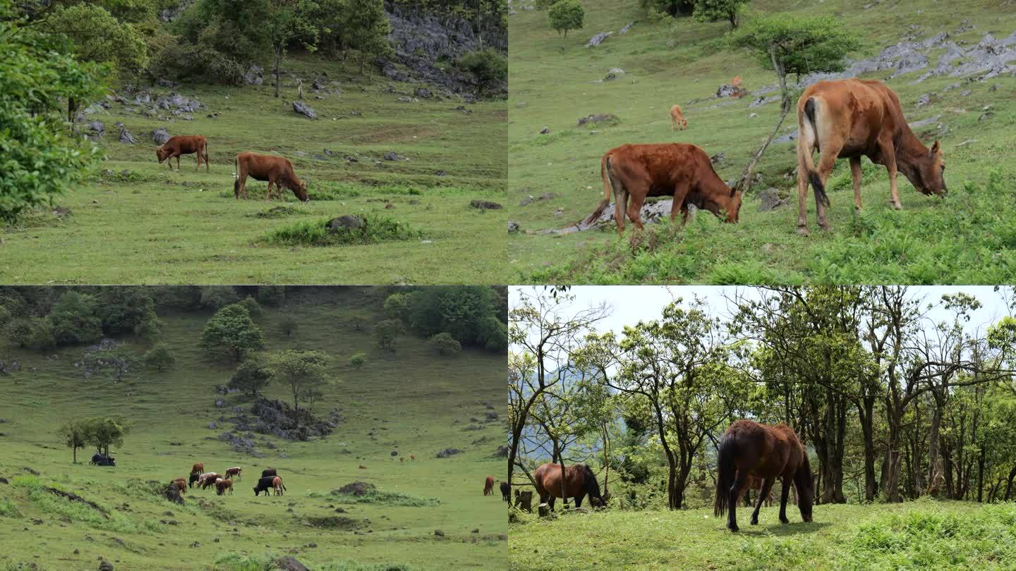 马和黄牛群在山坡树林吃草