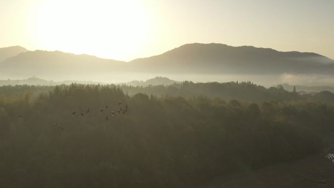 航拍 云雾 山峰 森林 河流 飞鸟