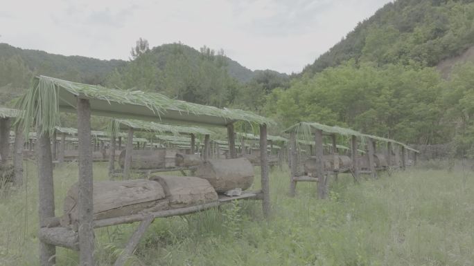 蜜蜂生态养殖基地4K航拍log素材