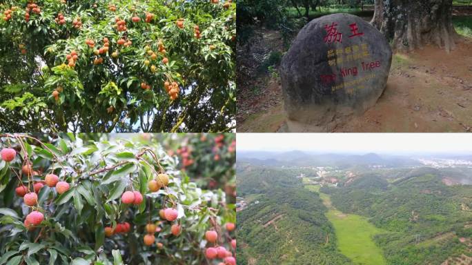 荔枝果实水果实拍航怕果园