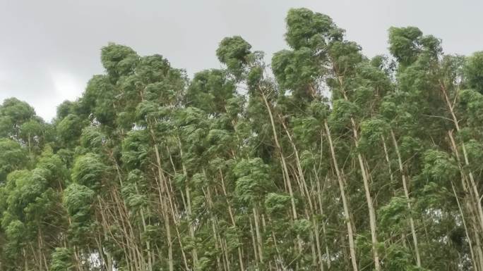 风吹绿树风吹植物风吹摇摆大雨来临气候改变