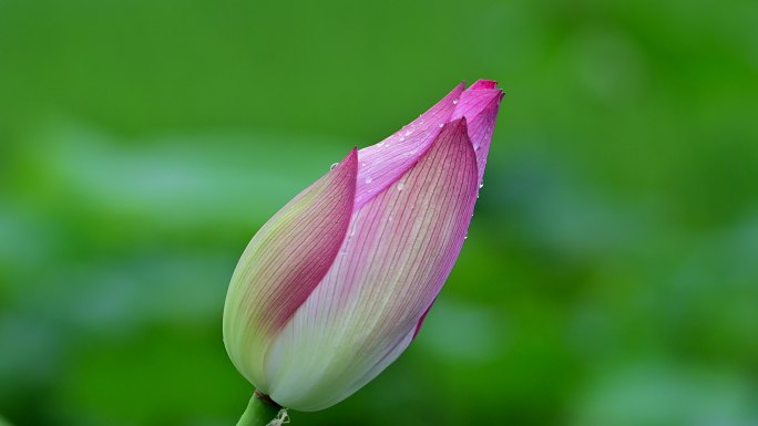 荷花镜头组