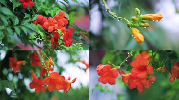 4k雨中的凌霄花