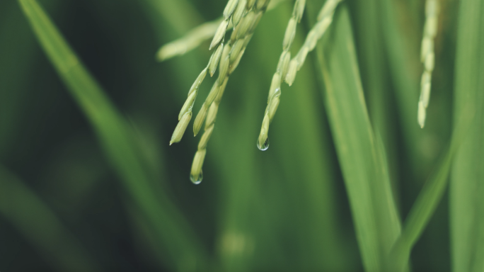 小暑大暑节气