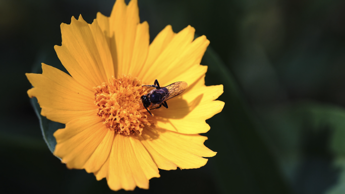 蜜蜂采蜜 小黄花金鸡菊