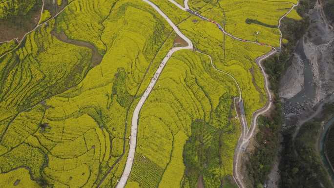 4K春天大山绝壁油菜花花海航拍