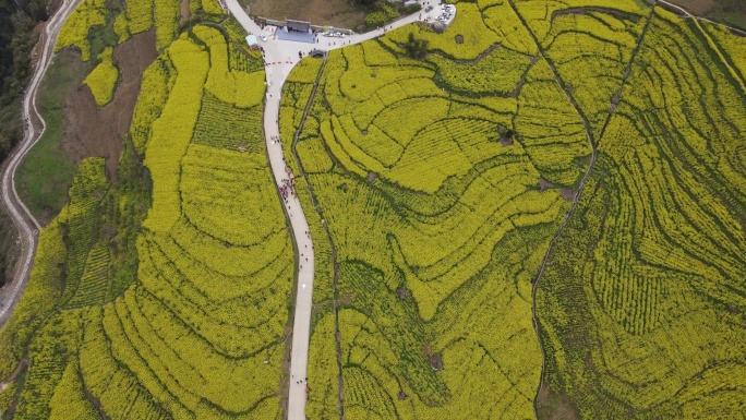 4K春天大山绝壁油菜花花海航拍