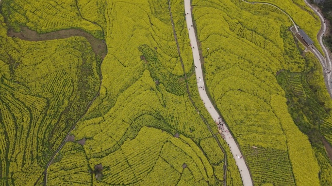 4K春天大山绝壁油菜花花海航拍