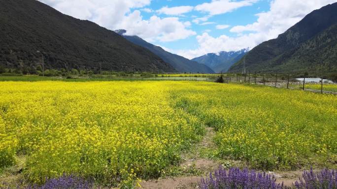 航拍 薰衣草 花海 高山 西藏 高原