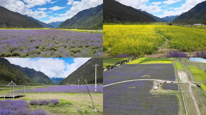 航拍 薰衣草 花海 高山 西藏 高原