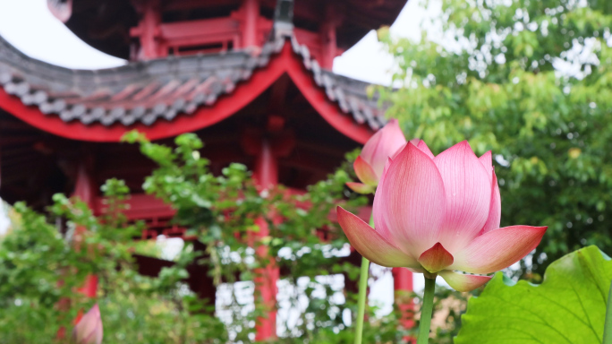 山寺荷花 美女走拱桥4K