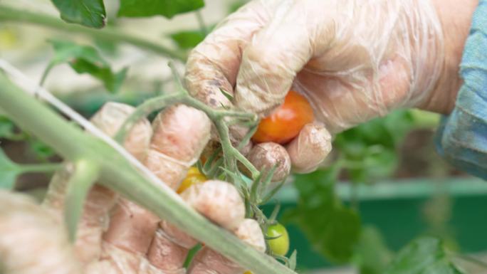 农户采摘小番茄樱桃番茄圣女果4K