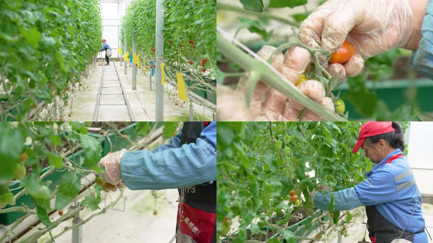 农户采摘小番茄樱桃番茄圣女果4K