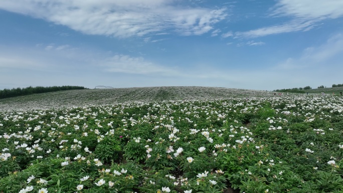 呼伦贝尔垦区种植的芍药花
